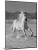 Gray Andalusian Stallion, Cantering in Snow, Longmont, Colorado, USA-Carol Walker-Mounted Photographic Print