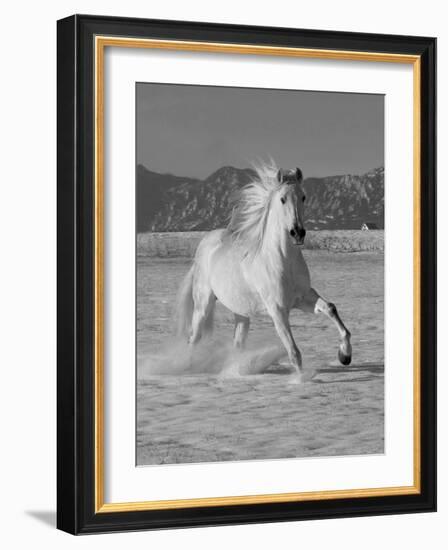 Gray Andalusian Stallion, Cantering in Snow, Longmont, Colorado, USA-Carol Walker-Framed Photographic Print