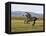 Gray Andalusian Stallion, Cantering Profile, Longmont, Colorado, USA-Carol Walker-Framed Premier Image Canvas