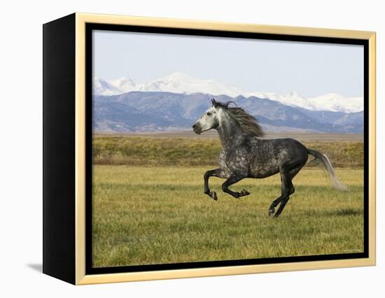 Gray Andalusian Stallion, Cantering Profile, Longmont, Colorado, USA-Carol Walker-Framed Premier Image Canvas