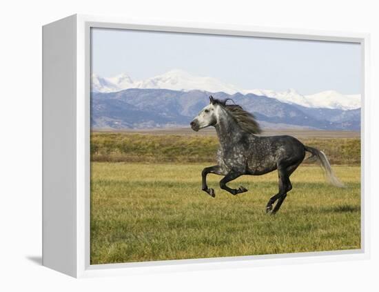 Gray Andalusian Stallion, Cantering Profile, Longmont, Colorado, USA-Carol Walker-Framed Premier Image Canvas