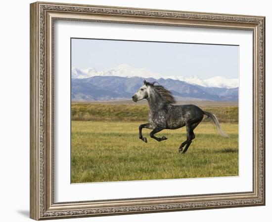 Gray Andalusian Stallion, Cantering Profile, Longmont, Colorado, USA-Carol Walker-Framed Photographic Print