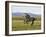 Gray Andalusian Stallion, Cantering Profile, Longmont, Colorado, USA-Carol Walker-Framed Photographic Print