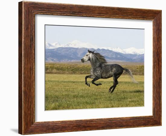 Gray Andalusian Stallion, Cantering Profile, Longmont, Colorado, USA-Carol Walker-Framed Photographic Print