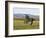 Gray Andalusian Stallion, Cantering Profile, Longmont, Colorado, USA-Carol Walker-Framed Photographic Print
