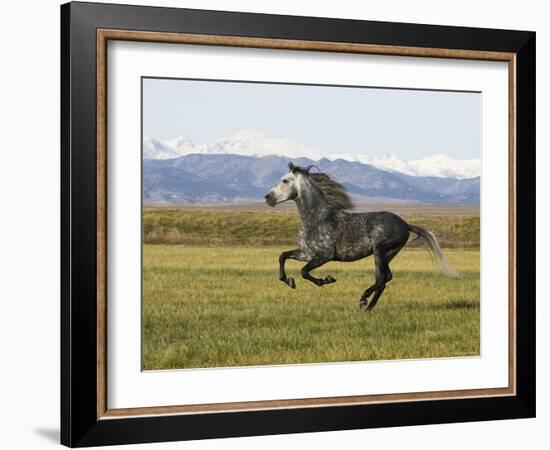 Gray Andalusian Stallion, Cantering Profile, Longmont, Colorado, USA-Carol Walker-Framed Photographic Print