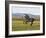 Gray Andalusian Stallion, Cantering Profile, Longmont, Colorado, USA-Carol Walker-Framed Photographic Print