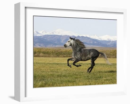 Gray Andalusian Stallion, Cantering Profile, Longmont, Colorado, USA-Carol Walker-Framed Photographic Print