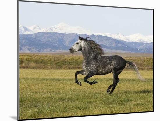 Gray Andalusian Stallion, Cantering Profile, Longmont, Colorado, USA-Carol Walker-Mounted Photographic Print