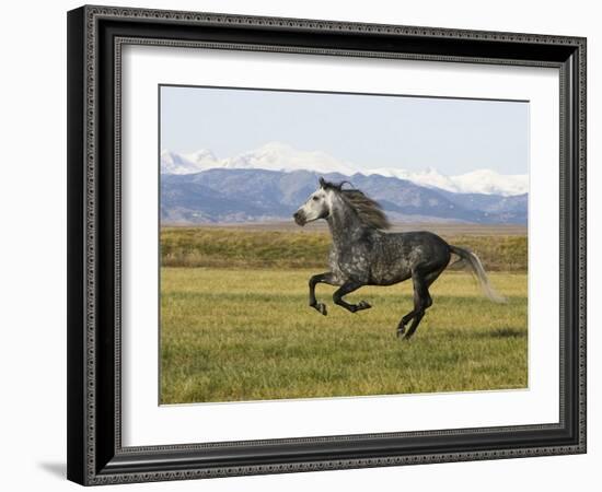 Gray Andalusian Stallion, Cantering Profile, Longmont, Colorado, USA-Carol Walker-Framed Photographic Print