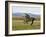 Gray Andalusian Stallion, Cantering Profile, Longmont, Colorado, USA-Carol Walker-Framed Photographic Print