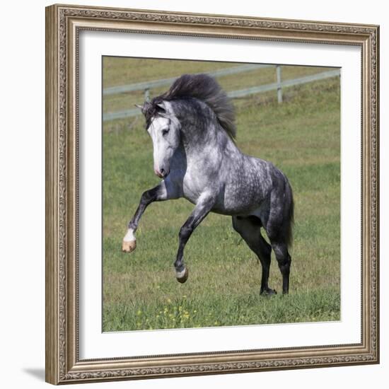 Gray Andalusian Stallion Running, Ojai, California, USA-Carol Walker-Framed Photographic Print