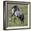 Gray Andalusian Stallion Running, Ojai, California, USA-Carol Walker-Framed Photographic Print