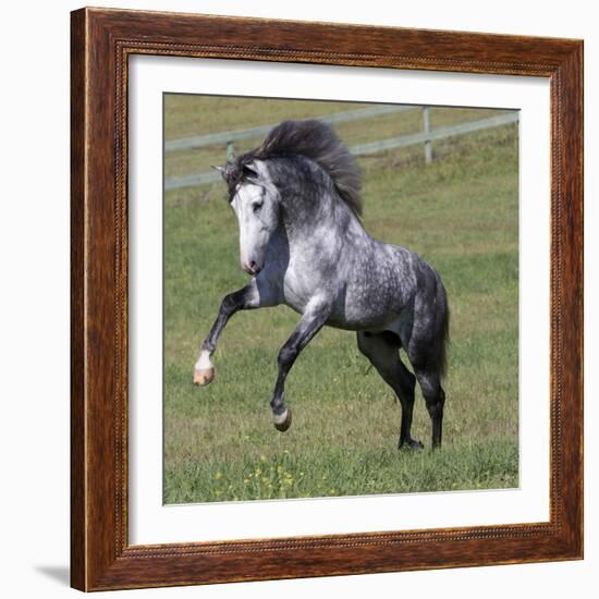 Gray Andalusian Stallion Running, Ojai, California, USA-Carol Walker-Framed Photographic Print