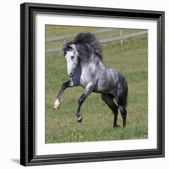 Gray Andalusian Stallion Running, Ojai, California, USA-Carol Walker-Framed Photographic Print