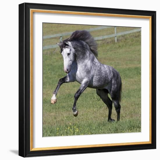 Gray Andalusian Stallion Running, Ojai, California, USA-Carol Walker-Framed Photographic Print