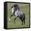 Gray Andalusian Stallion Running, Ojai, California, USA-Carol Walker-Framed Premier Image Canvas