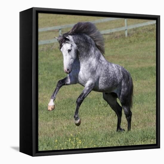 Gray Andalusian Stallion Running, Ojai, California, USA-Carol Walker-Framed Premier Image Canvas