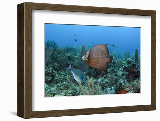 Gray Angelfish, Hol Chan Marine Reserve, Belize-Pete Oxford-Framed Photographic Print