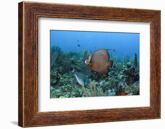 Gray Angelfish, Hol Chan Marine Reserve, Belize-Pete Oxford-Framed Photographic Print