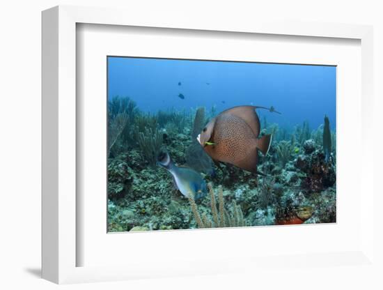 Gray Angelfish, Hol Chan Marine Reserve, Belize-Pete Oxford-Framed Photographic Print