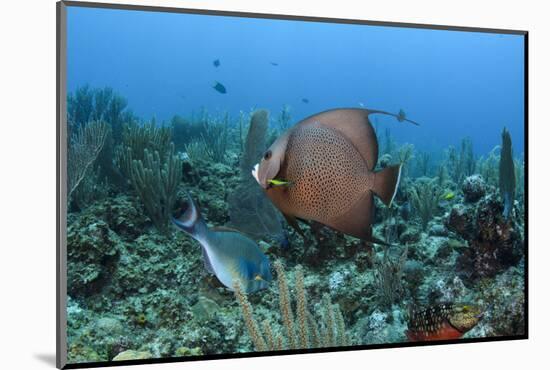 Gray Angelfish, Hol Chan Marine Reserve, Belize-Pete Oxford-Mounted Photographic Print