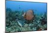 Gray Angelfish, Hol Chan Marine Reserve, Belize-Pete Oxford-Mounted Photographic Print