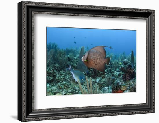 Gray Angelfish, Hol Chan Marine Reserve, Belize-Pete Oxford-Framed Photographic Print