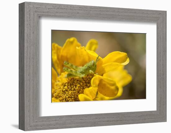 Gray Bird Grasshopper Nymph on Garden Flower, Los Angeles, California-Rob Sheppard-Framed Photographic Print