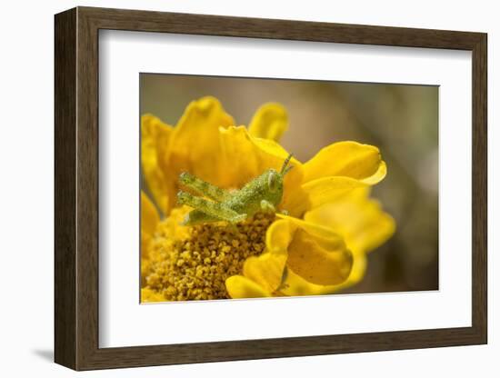 Gray Bird Grasshopper Nymph on Garden Flower, Los Angeles, California-Rob Sheppard-Framed Photographic Print