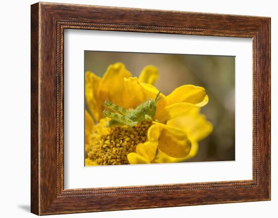 Gray Bird Grasshopper Nymph on Garden Flower, Los Angeles, California-Rob Sheppard-Framed Photographic Print