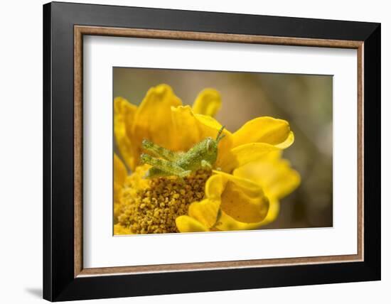 Gray Bird Grasshopper Nymph on Garden Flower, Los Angeles, California-Rob Sheppard-Framed Photographic Print