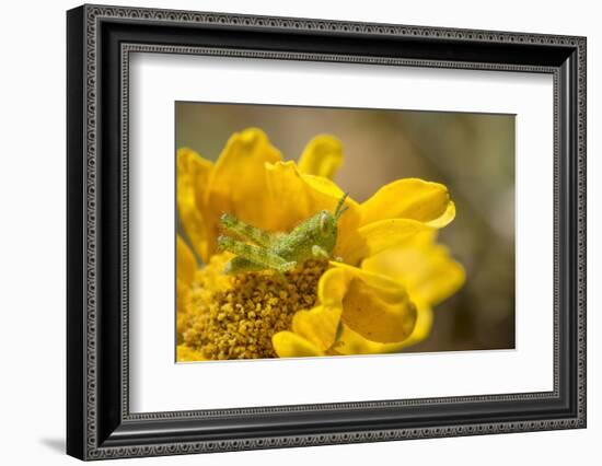 Gray Bird Grasshopper Nymph on Garden Flower, Los Angeles, California-Rob Sheppard-Framed Photographic Print