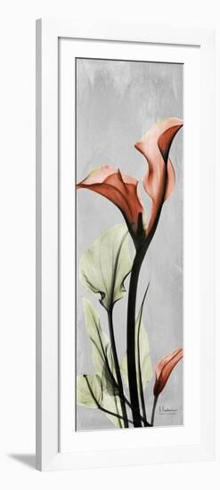 Gray Calla Lily 1-Albert Koetsier-Framed Art Print