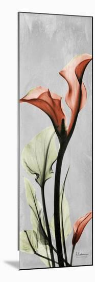 Gray Calla Lily 1-Albert Koetsier-Mounted Art Print