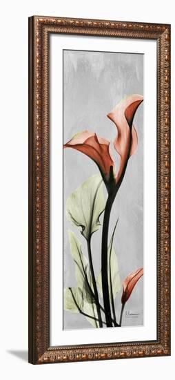 Gray Calla Lily 1-Albert Koetsier-Framed Art Print