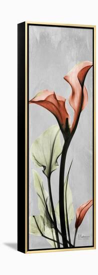 Gray Calla Lily 1-Albert Koetsier-Framed Stretched Canvas