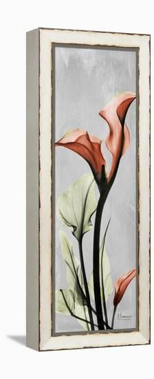 Gray Calla Lily 1-Albert Koetsier-Framed Stretched Canvas