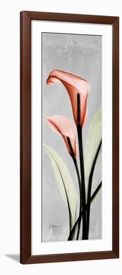 Gray Calla Lily 2-Albert Koetsier-Framed Premium Giclee Print