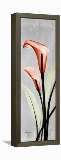 Gray Calla Lily 2-Albert Koetsier-Framed Stretched Canvas