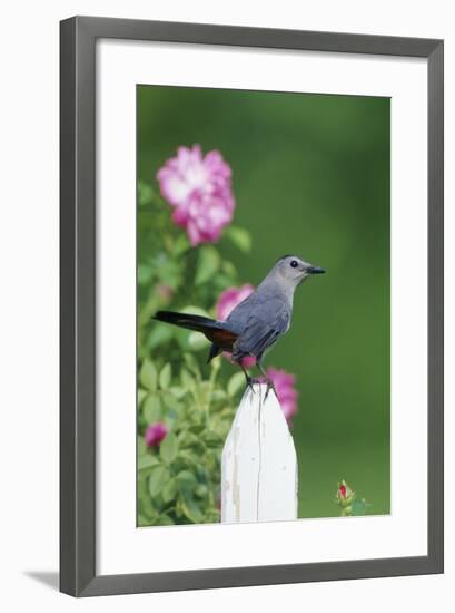 Gray Catbird on Picket Fence Near Pink Rose Bush, Marion, Il-Richard and Susan Day-Framed Photographic Print