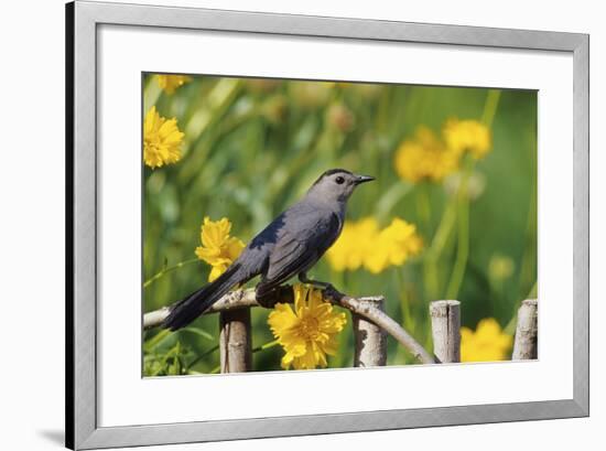 Gray Catbird on Wooden Fence Near Lance-Leaved Coreopsis, Marion, Il-Richard and Susan Day-Framed Photographic Print