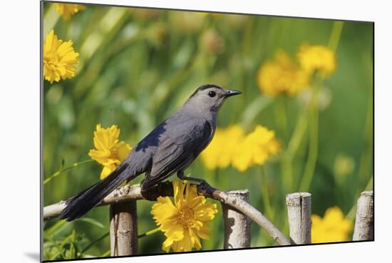 Gray Catbird on Wooden Fence Near Lance-Leaved Coreopsis, Marion, Il-Richard and Susan Day-Mounted Photographic Print