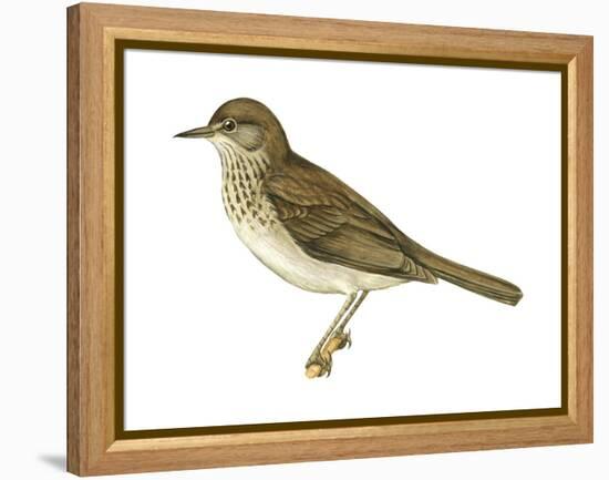 Gray-Cheeked Thrush (Hylocichla Minima), Birds-Encyclopaedia Britannica-Framed Stretched Canvas