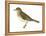 Gray-Cheeked Thrush (Hylocichla Minima), Birds-Encyclopaedia Britannica-Framed Stretched Canvas