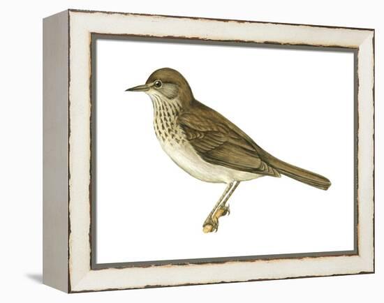 Gray-Cheeked Thrush (Hylocichla Minima), Birds-Encyclopaedia Britannica-Framed Stretched Canvas