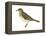 Gray-Cheeked Thrush (Hylocichla Minima), Birds-Encyclopaedia Britannica-Framed Stretched Canvas