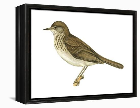 Gray-Cheeked Thrush (Hylocichla Minima), Birds-Encyclopaedia Britannica-Framed Stretched Canvas