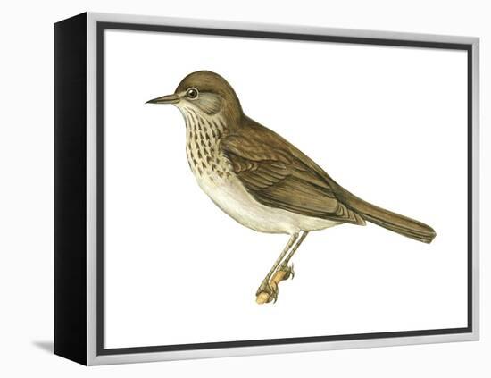 Gray-Cheeked Thrush (Hylocichla Minima), Birds-Encyclopaedia Britannica-Framed Stretched Canvas