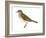 Gray-Cheeked Thrush (Hylocichla Minima), Birds-Encyclopaedia Britannica-Framed Art Print